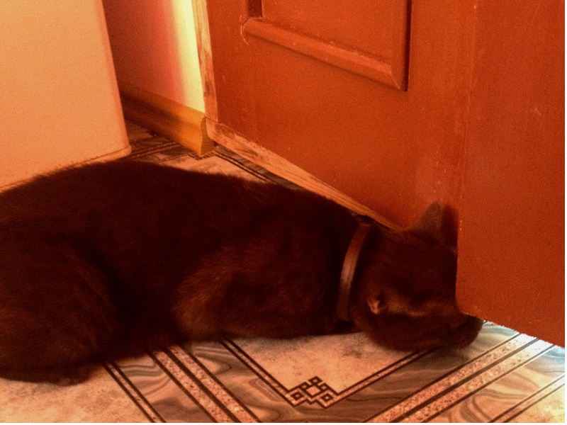 Кошка пытается сунуть голову в приоткрытую дверь.