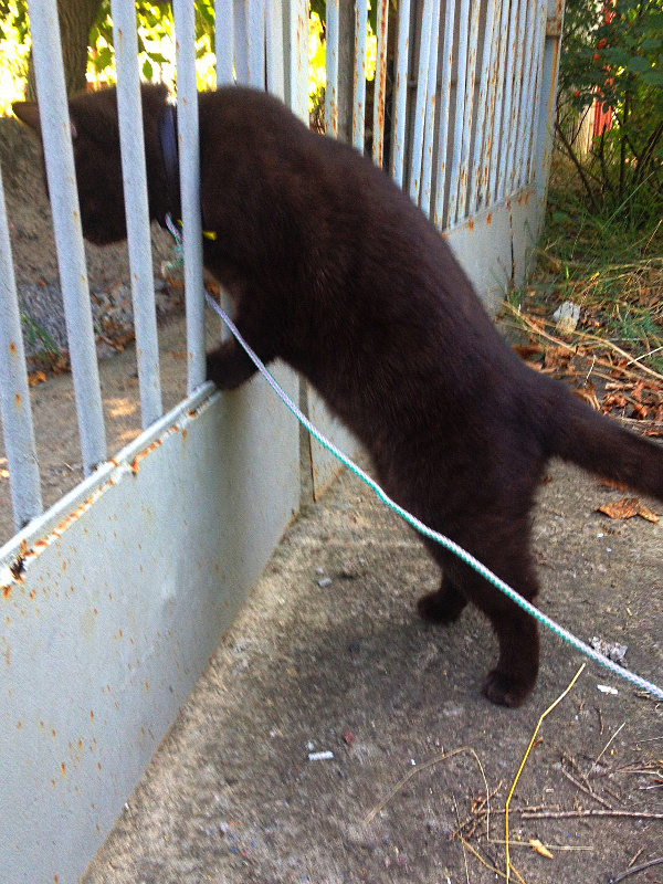 Коричневая кошка заглядывает сквозь ворота во двор.